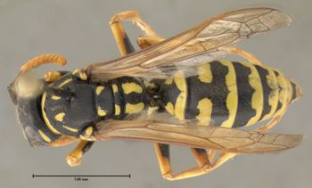 Media type: image;   Entomology 602765 Aspect: habitus dorsal view